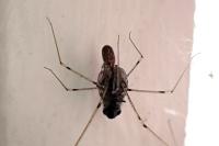 Holocnemus pluchei