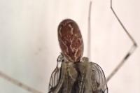 Holocnemus pluchei