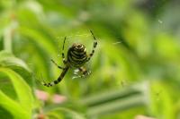 Argiope bruennichi
