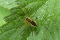 Dolomedes