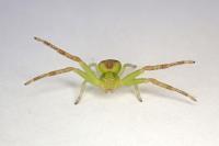 Ebrechtella tricuspidata