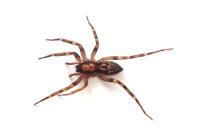 Liocranum rupicola