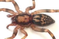 Liocranum rupicola