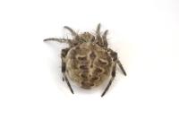 Agalenatea redii