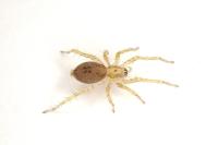 Anyphaena accentuata