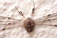 Dicranopalpus ramosus