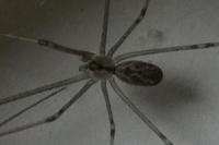 Holocnemus pluchei