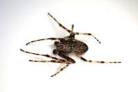 Nuctenea umbratica