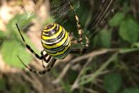 Argiope bruennichi