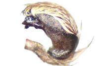 Hyptiotes flavidus