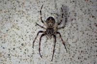 Larinioides sclopetarius