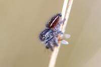 Philaeus chrysops