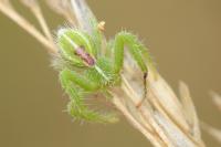Heriaeus oblongus