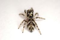 Salticus scenicus