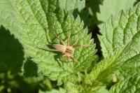 Pisaura mirabilis