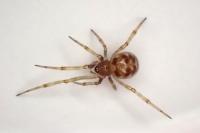 Steatoda triangulosa