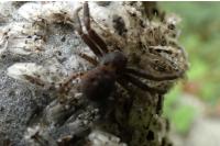 Xysticus