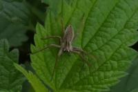 Pisaura mirabilis