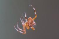 Araneus diadematus