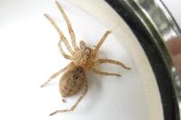 Zoropsis spinimana