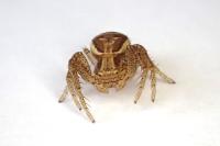 Xysticus ulmi