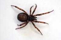 Steatoda bipunctata