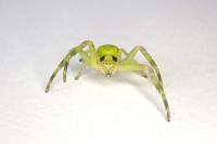 Misumena vatia