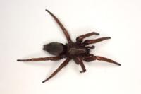 Scotophaeus scutulatus