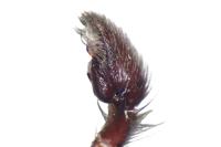 Scotophaeus scutulatus