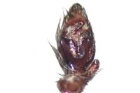 Scotophaeus scutulatus