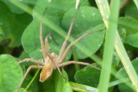 Pisaura mirabilis