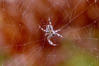 Araneus diadematus