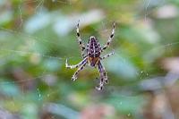 Araneus diadematus