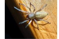 Cheiracanthium