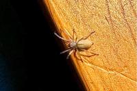 Cheiracanthium