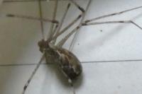 Holocnemus pluchei