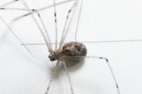Holocnemus pluchei