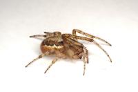 Zygiella x-notata