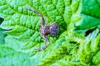 Xysticus