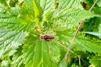 Phalangium opilio