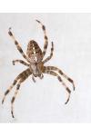 Araneus diadematus