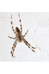 Araneus diadematus