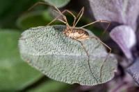 Phalangium opilio