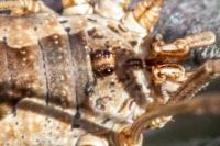 Phalangium opilio
