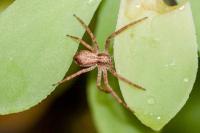 Philodromus dispar