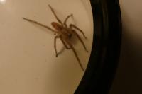 Zoropsis spinimana