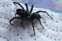 Atypus