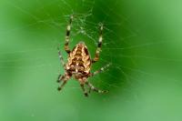 Araneus diadematus