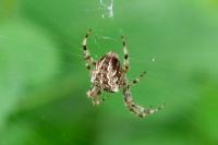 Araneus diadematus