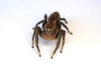 Marpissa radiata